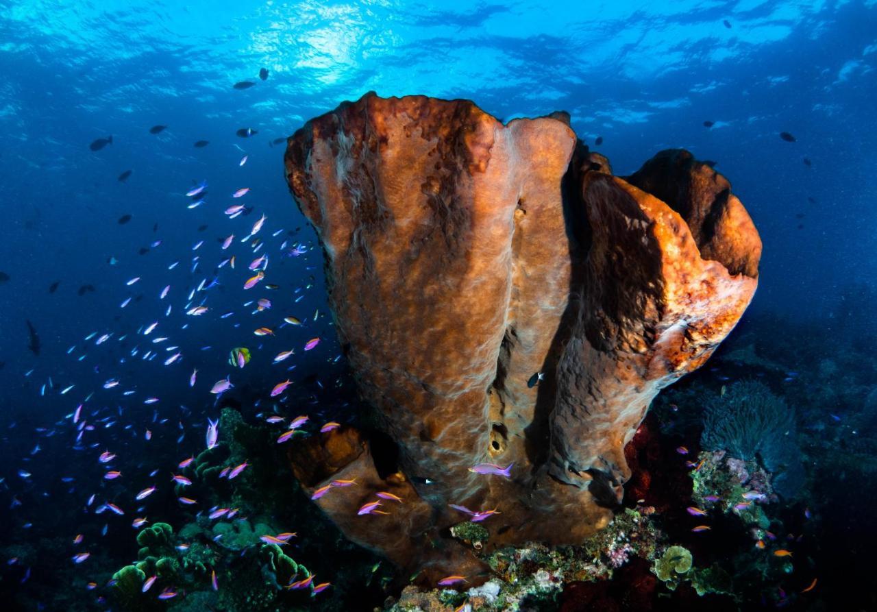 Sanctum Una Una Eco Dive Resort Pulau Unauna エクステリア 写真