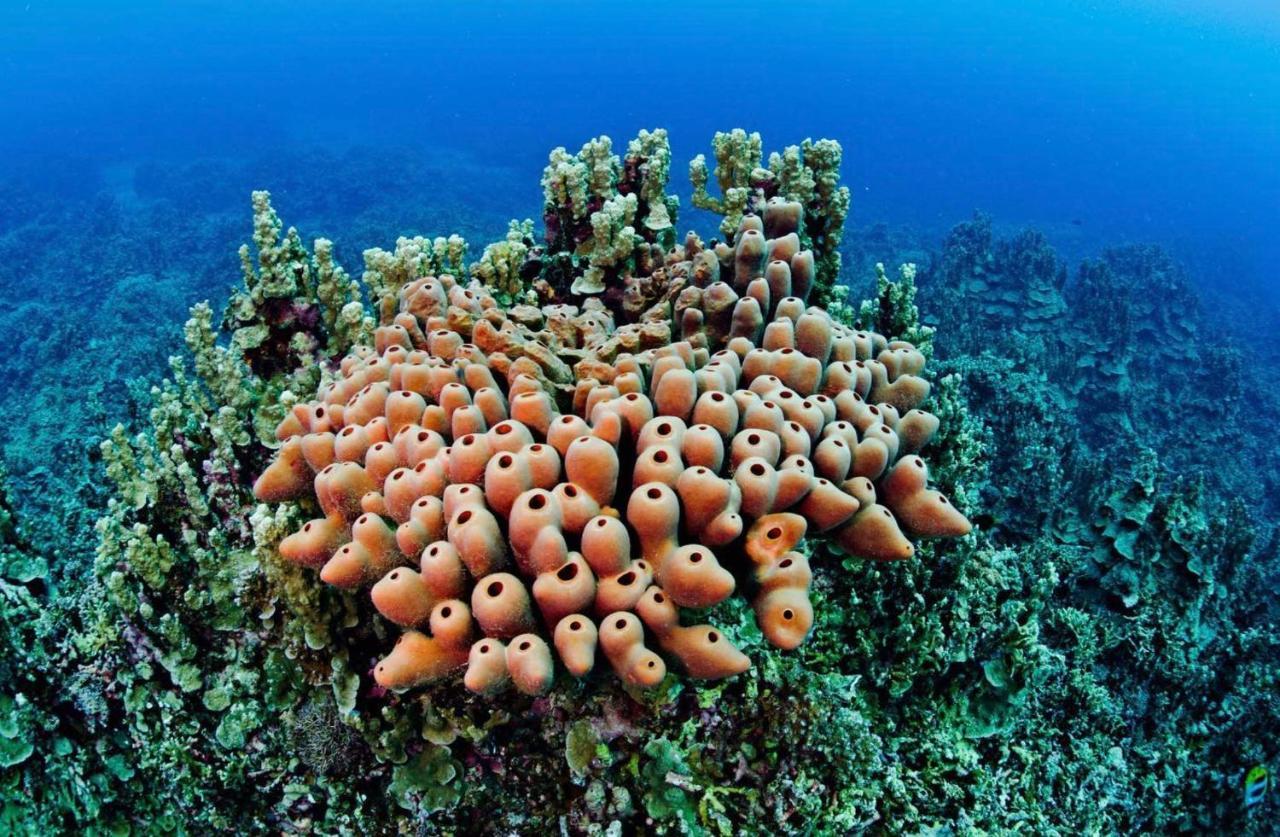 Sanctum Una Una Eco Dive Resort Pulau Unauna エクステリア 写真